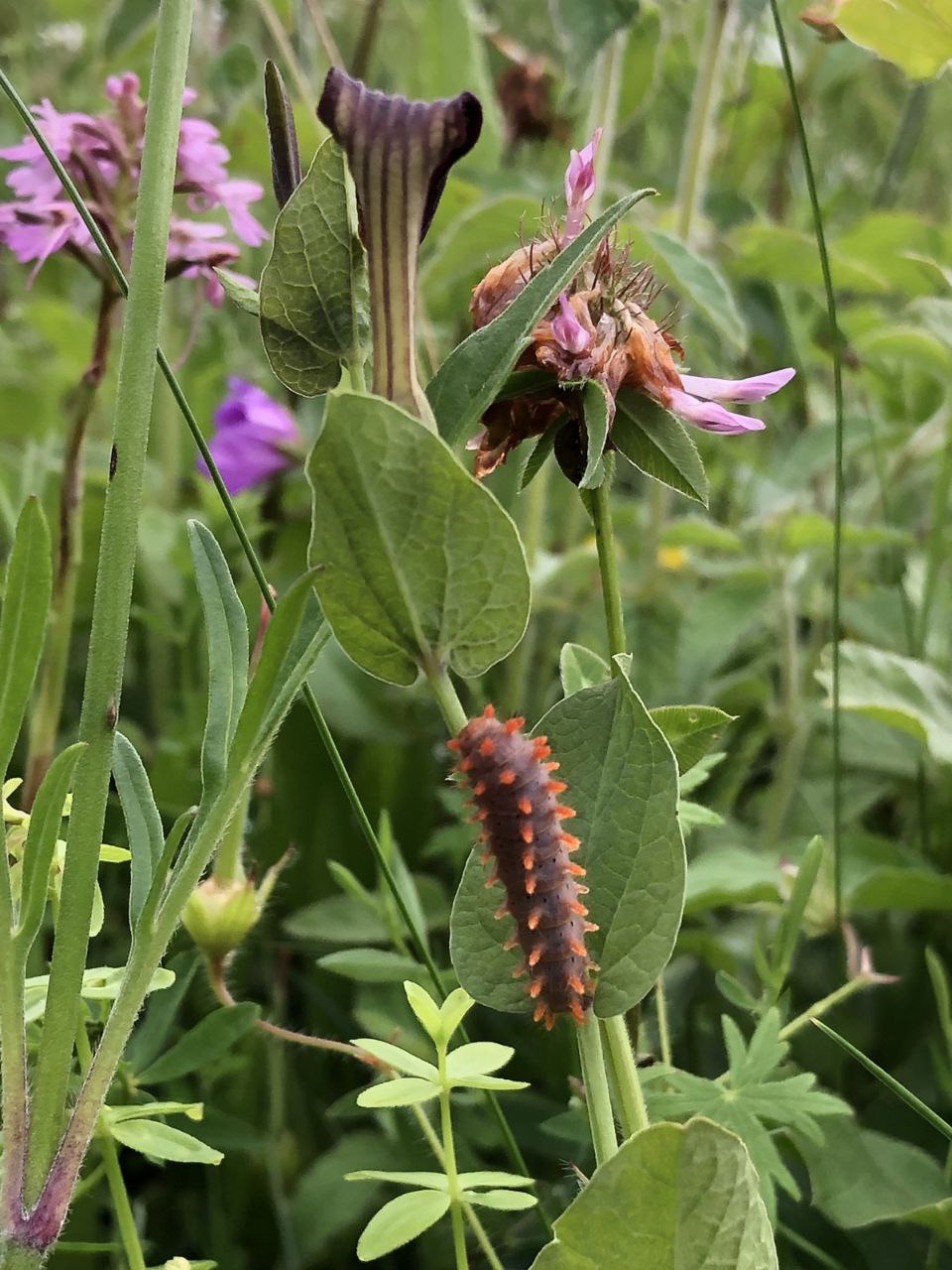 Biodiversität